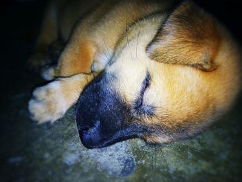 Close-up of dog sleeping