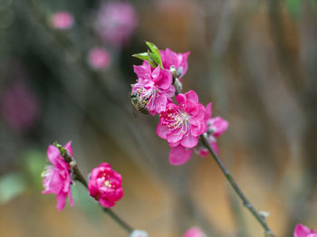 Close-up of pink flowers blooming outdoors