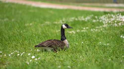 Mallard duck on field