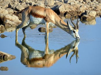 Deer drinking water from lake