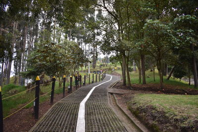 Road amidst trees