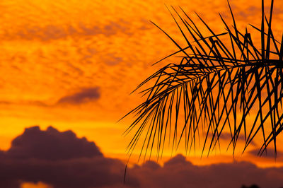 Low angle view of silhouette plants against romantic sky