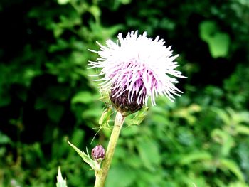 Close-up of dandelion