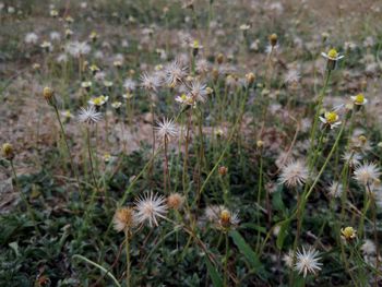 Close-up of dandelion growing on field