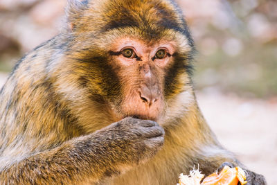 Close-up portrait of monkey eating fruit outdoors