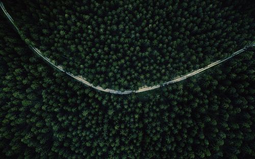 High angle view of plants growing on field