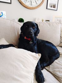 Portrait of dog sitting on sofa at home