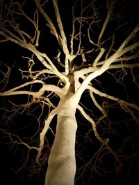 Full frame shot of tree branches