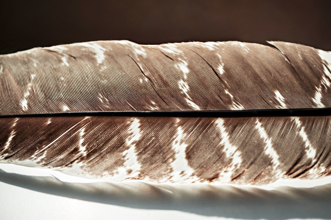 CLOSE-UP OF FEATHERS ON TABLE