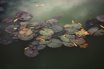 High angle view of lily pads floating on pond