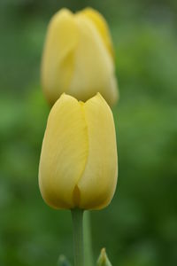 Close-up of yellow tulip