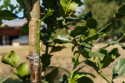 Close-up of fresh green plant