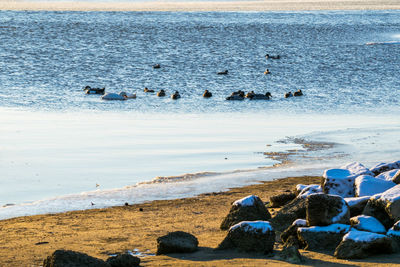 Flock of birds on beach