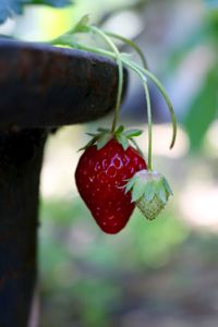 Close-up of strawberry hanging outdoors