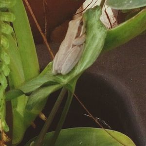 Close-up of grasshopper on flower