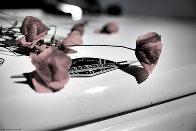 Close-up of white flower on car