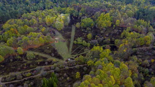 High angle view of pine trees in forest