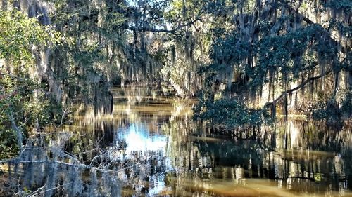 Reflection of trees in water