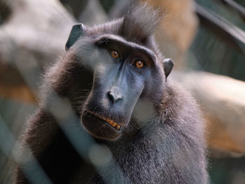 Close-up portrait of monkey