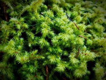 Close-up of plants