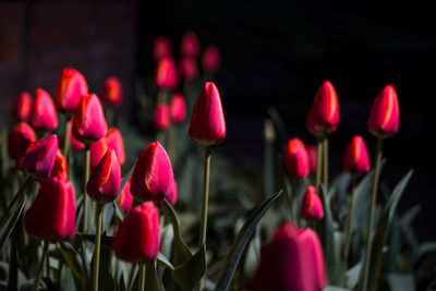 Close-up of pink tulips