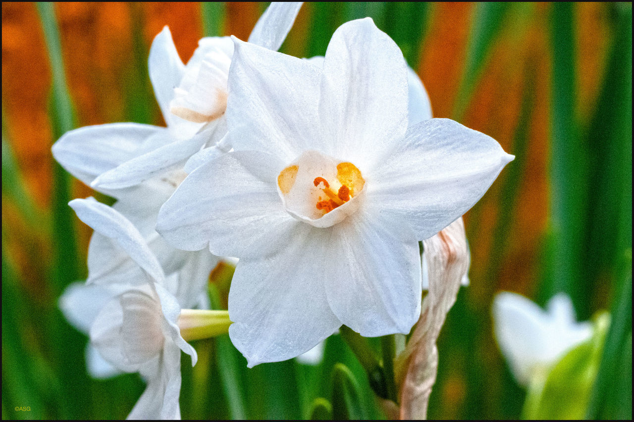 CLOSE-UP OF WHITE ROSE FLOWER