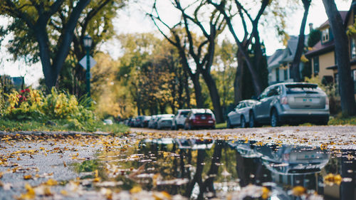 Reflection of cars in water