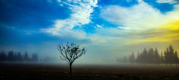 Bare tree on landscape against sky