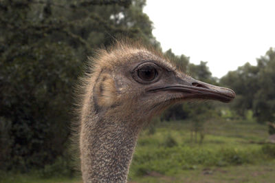 Ostrich head facing right