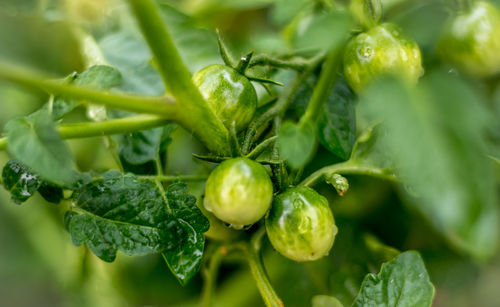 Close-up of berries on plant