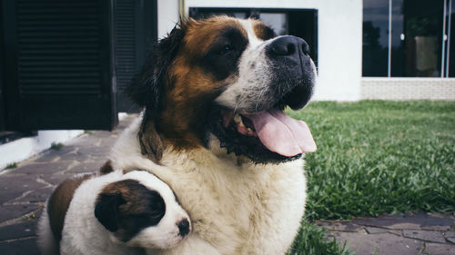 Close-up of dogs