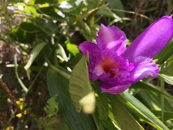 Close-up of pink flowering plant