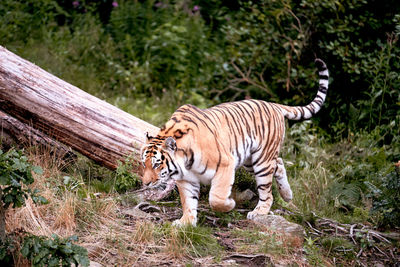 Tiger walking in a forest