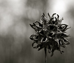 Close-up of dried plant