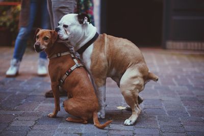 Close-up of dog standing on street