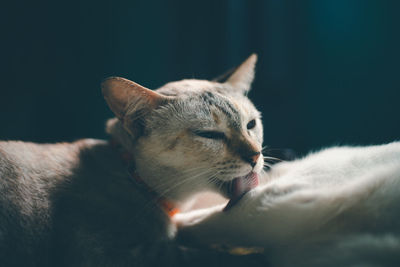 Close-up of a cat