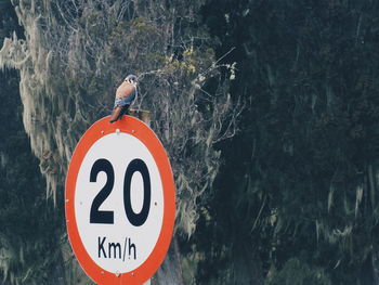 Close-up of a bird perching on wooden post