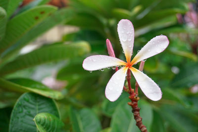 Close-up of white flowering plant