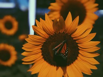 Close-up of sunflower