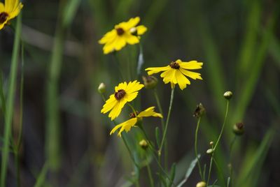 Close-up of yellow flowering plant