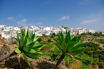 Plants growing against sky