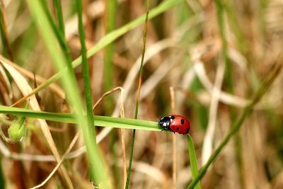 Close-up of ladybug on grass