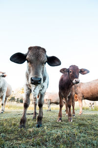 Cows standing on field against clear sky