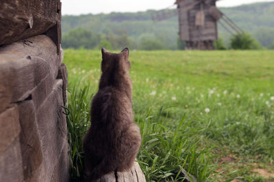 Rear view of cat sitting on log at grassy field