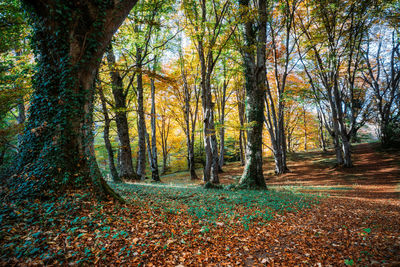 Trees in forest during autumn