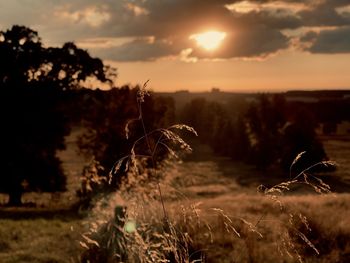 Close-up of plants on field against sky during sunset