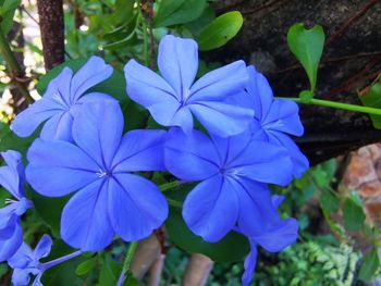 Close-up of purple flowering plant