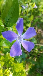 Close-up of purple flowers