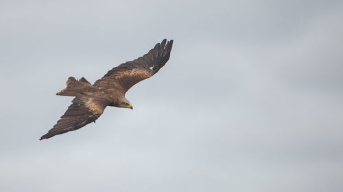 Low angle view of eagle flying in sky