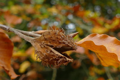 Close-up of dry leaves on plant